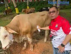 Irjen Yan Fitri Qurban 34 Ekor Sapi Untuk Masyarakat Kota Batam