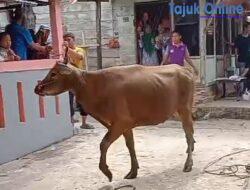 Sapi Kurban Stres Mengamuk,Warga Sepakat Jaya Kalang Kabut