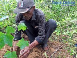 Rehabilitasi Lahan Rusak oleh Aktivitas PT. Toba Pulp Lestari: Masyarakat Adat Keturunan Ompu Umbak Siallagan Ambil Langkah