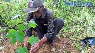 Rehabilitasi Lahan Rusak oleh Aktivitas PT. Toba Pulp Lestari: Masyarakat Adat Keturunan Ompu Umbak Siallagan Ambil Langkah