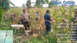 Polsek Pemulutan Polres Ogan Ilir Panen Jagung Program Ketahanan Pangan di Desa Harapan
