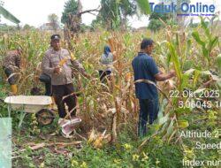 Polsek Pemulutan Polres Ogan Ilir Panen Jagung Program Ketahanan Pangan di Desa Harapan